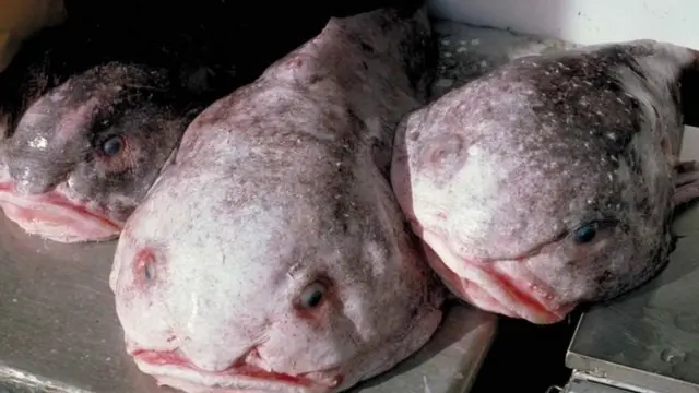 Blobfish Sejumlah Fakta Di Balik Ikan Bengkak Berkepala Gendut