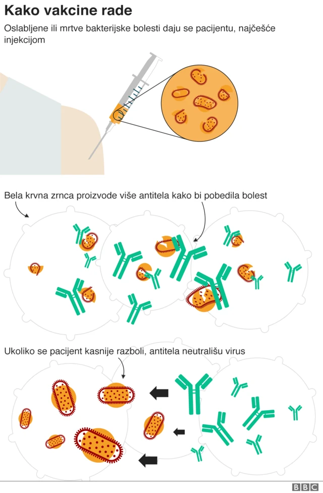 Korona Virus Sve O Fajzerovoj Vakcini Koju Primaju I Ljudi U Srbiji