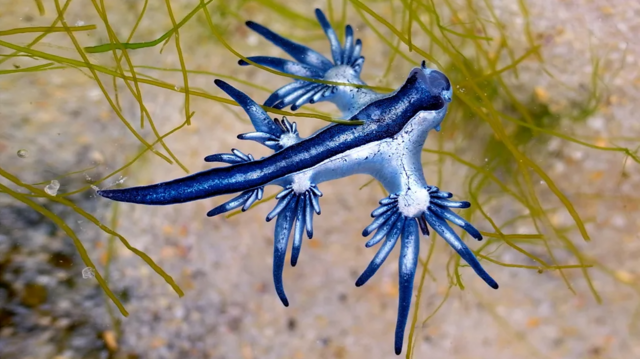 Vida Marinha Os Raros Drag Es Azuis Que Invadiram Praias Nos Eua