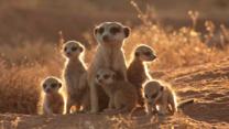 The Meerkats