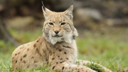 Return of the lynx