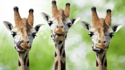 The secret of giraffes' long legs