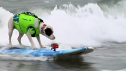 Surfing dogs