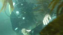 Underwater clean-up