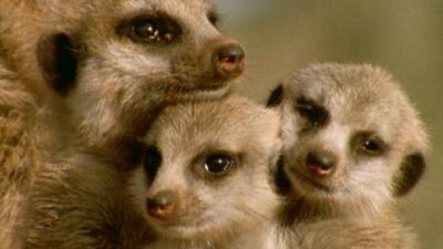 Andy's Wild Adventures - CBeebies - BBC