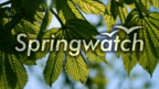 Springwatch 2013