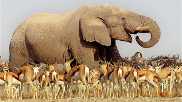 Africa