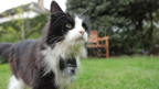 Secret life of domestic cats revealed in Horizon on BBC Two