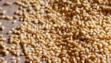 barley