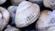 cockles