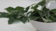 curry leaves