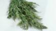 dill
