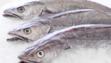 hake