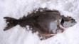 halibut