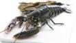 lobster