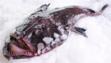 monkfish