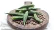 okra