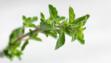 oregano