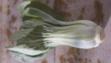 pak choi