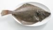 plaice