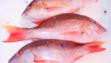 red snapper