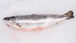 sea trout