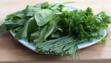 sorrel