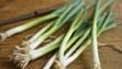 spring onion