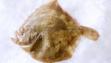 turbot