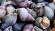 whelk