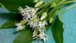 wild garlic