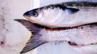 Grey mullet