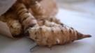 Jerusalem artichoke