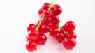 Redcurrant