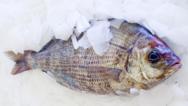 black bream