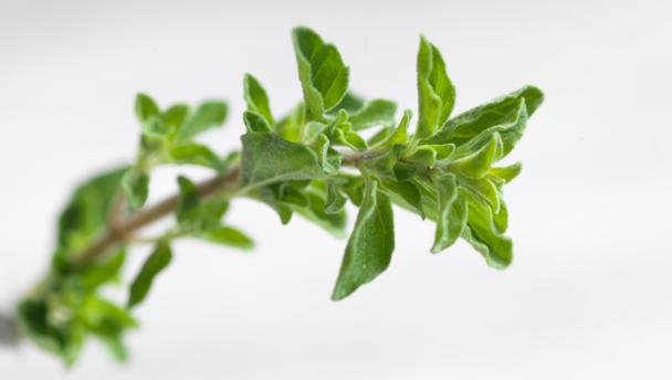 Oregano