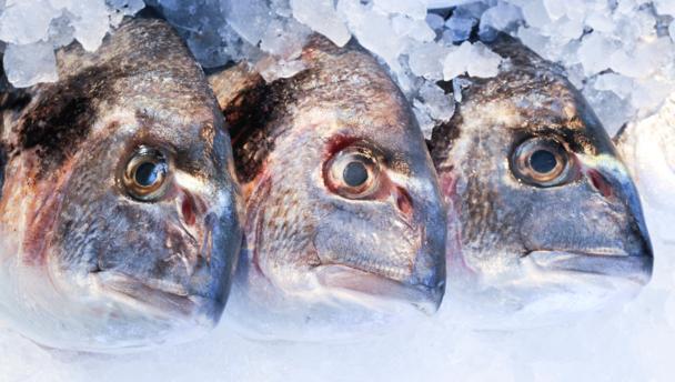 Sea bream