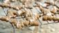 Ginger biscuits
