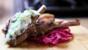 Sizzling lamb with yoghurt