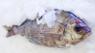 Black bream