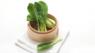 Bok choi