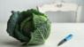 Cabbage