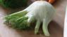 Fennel