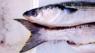 Grey mullet