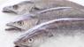 Hake