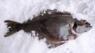 Halibut