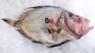John Dory