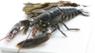 Lobster