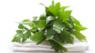 Lovage