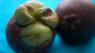 Mangosteen